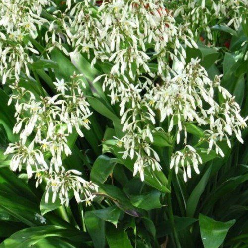 Arthropodium cirratum, Renga Renga Lily - Pot