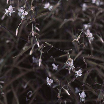 Arthropodium Purpureum - Renga Renga Lily Pb3