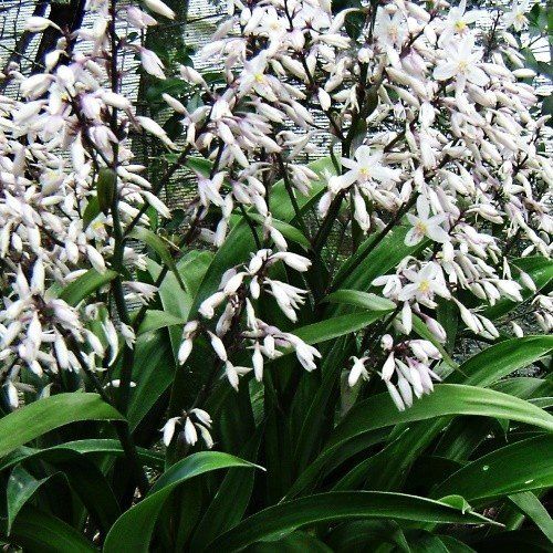 Arthropodium Avalanche, Renga Renga Lily - Pb5