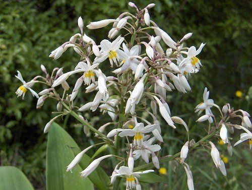Arthropodium Matapouri Bay, Renga Renga Lily - Pot