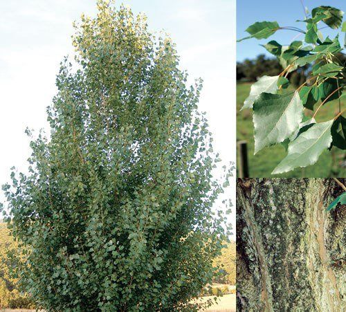 Populus Crows Nest - Pb12