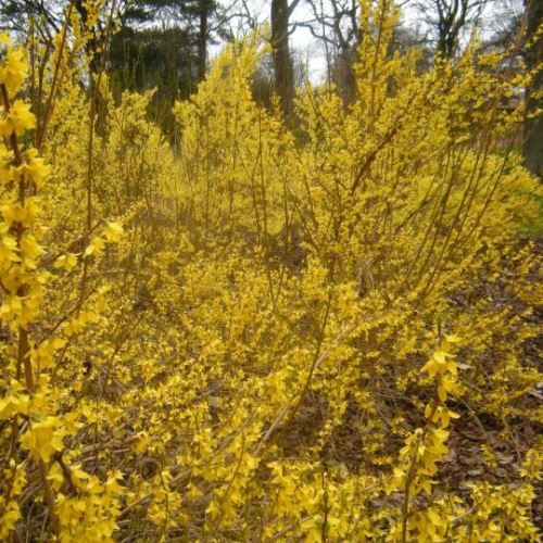 Forsythia Karl Sax - Pb6.5