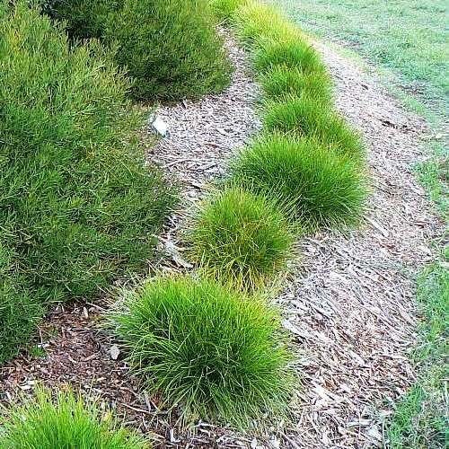 Lomandra c. Little Con - 2Ltr