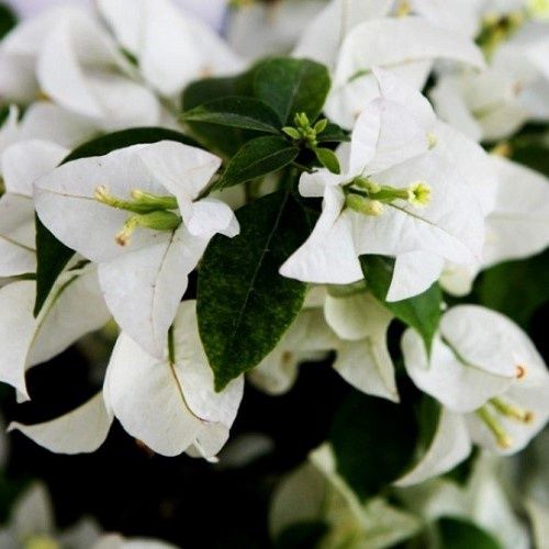 Bougainvillea Bees Nees (Pure White) - 2Ltr