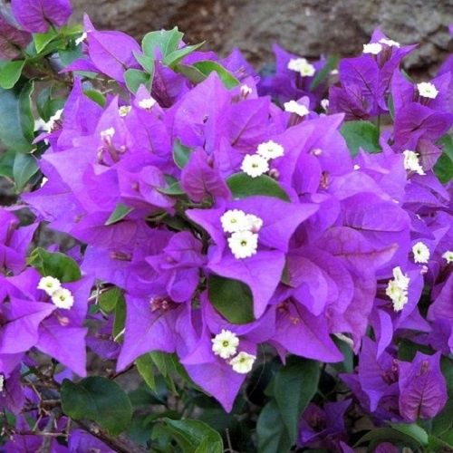 Bougainvillea Little Guy - 2Ltr