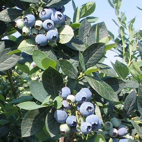 Blueberry Misty - Pb6.5