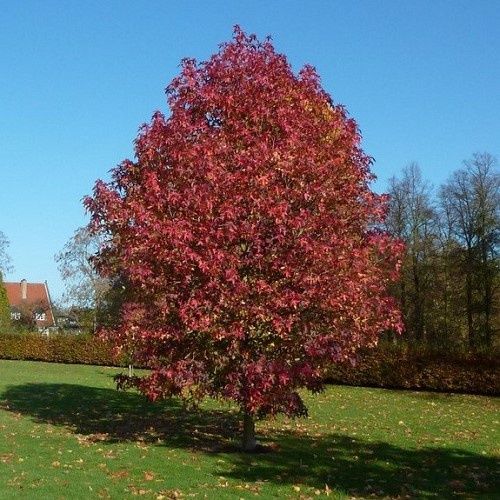 Liquidambar Lane Roberts, Sweet Gum - Pb18