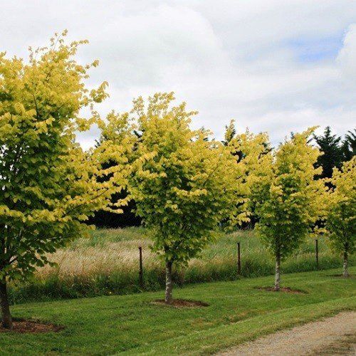 Ulmus Lutescens, Golden Elm - Pb40/Pb60 (240/260)