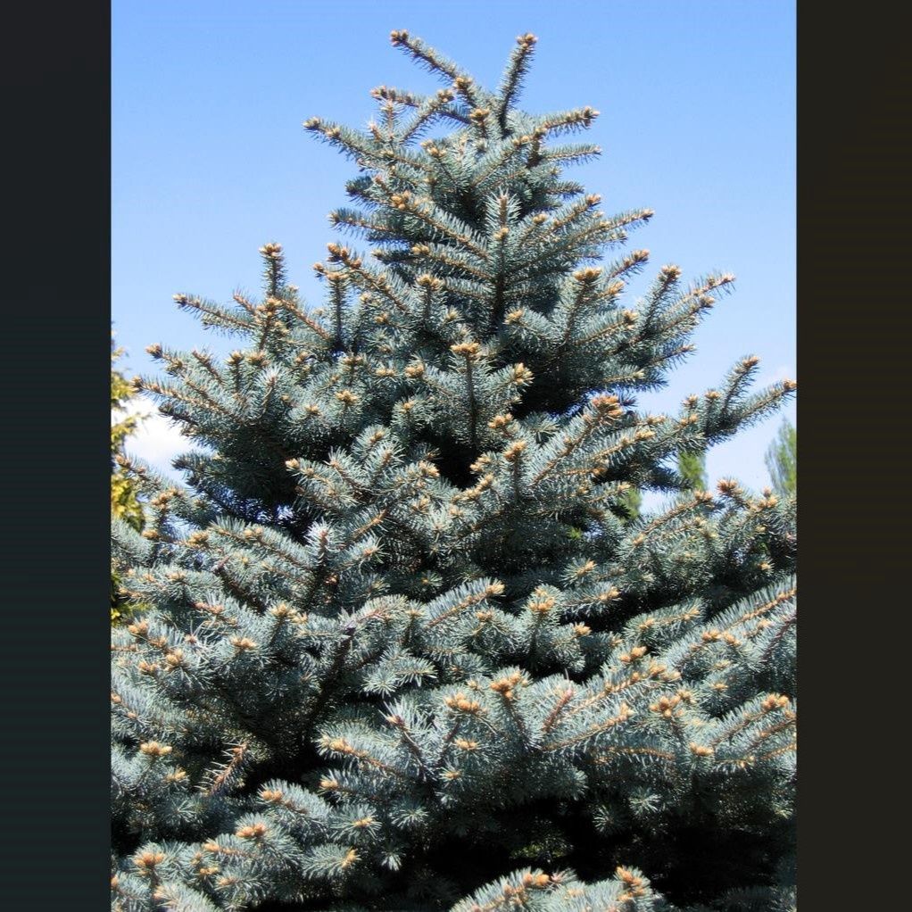 Picea pungens, Blue Spruce