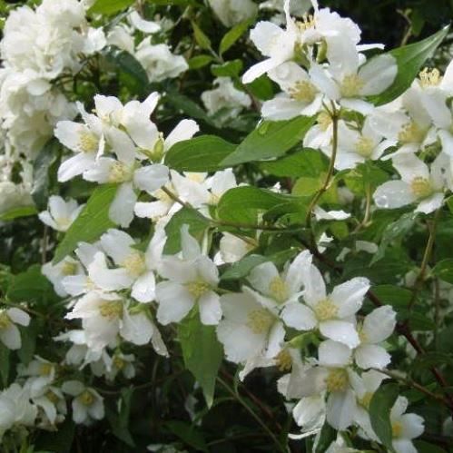 Philadelphus l. Lemoinei, Mock Orange - Pb6.5