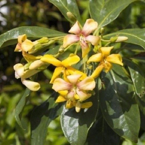Hymenosporum flavum, Australian Frangipani