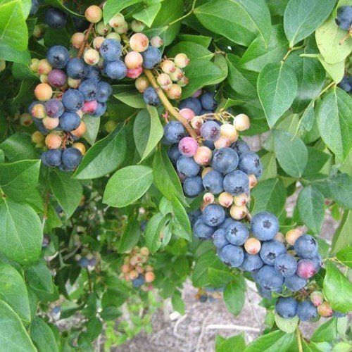 Blueberry Centurion - 2Ltr