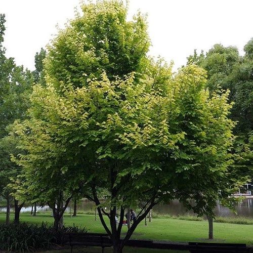 Ulmus Lutescens, Golden Elm - 45Ltr