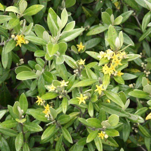 Corokia x Geenty's Green - Pb12