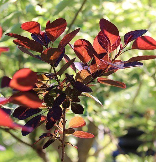 Cotinus Grace, Smoke Bush - Pb5/Pb6.5