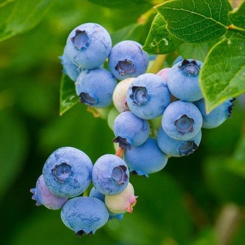 Blueberry Ezi-Grow - 1.9Ltr