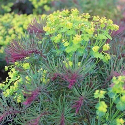 Euphorbia cyparissias Fens Ruby, Cypress Spurge - 1.9Ltr