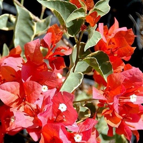 Bougainvillea Miski - 2Ltr