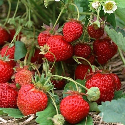 Strawberry King Alfred - 1.5Ltr