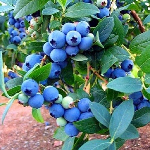 Blueberry Tiffany - 2Ltr (20/55)