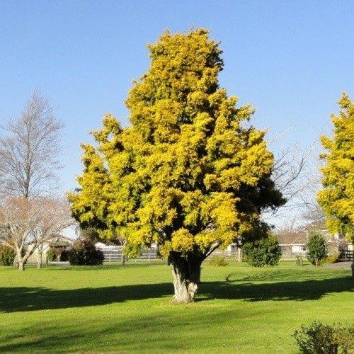 Podocarpus t. Aurea, Golden Totara