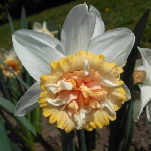 Daffodils double - Petite Four