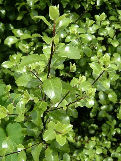 Pittosporum tenuifolium, Kohuhu - Pot