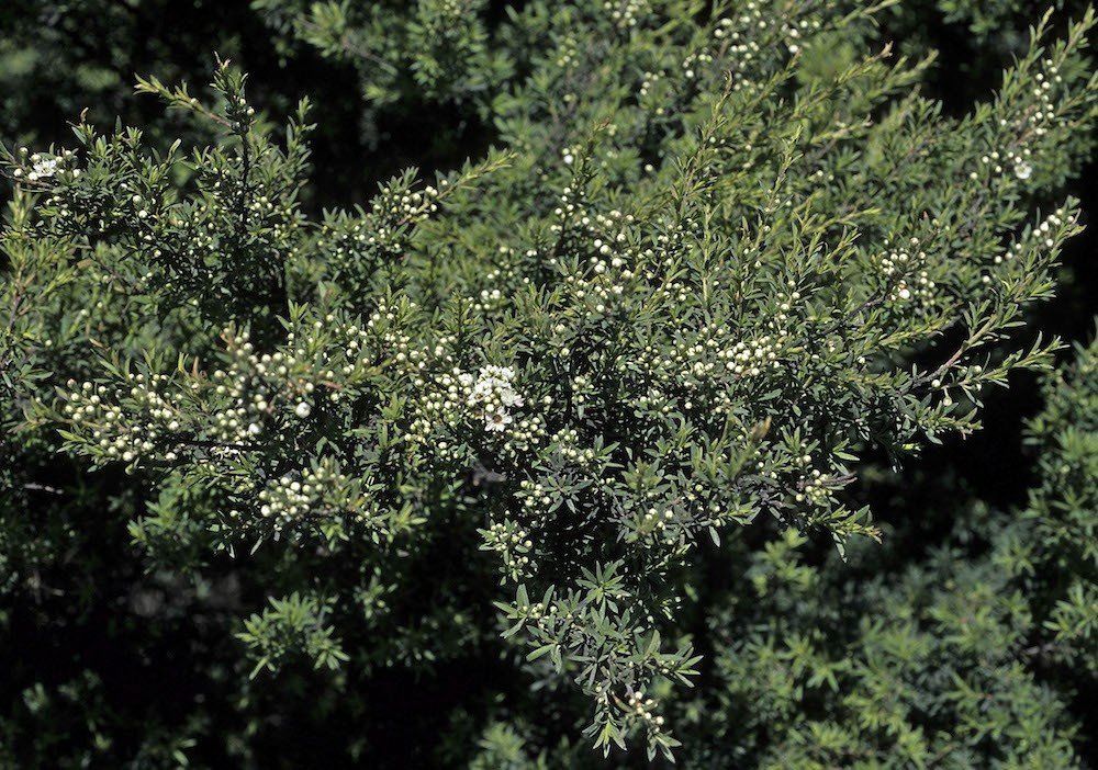 Kunzea ericoides, Kanuka - Pb3