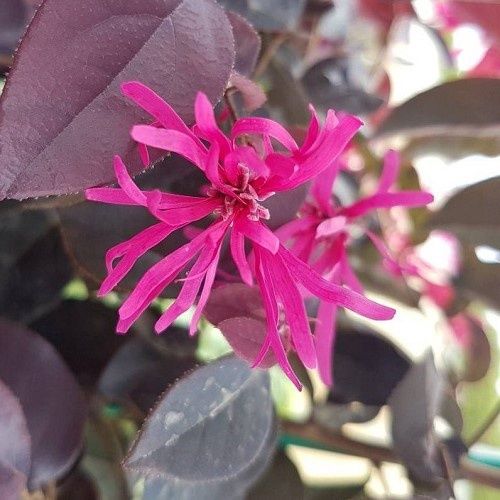 Loropetalum Zar De Doo - 2Ltr/2.4Ltr