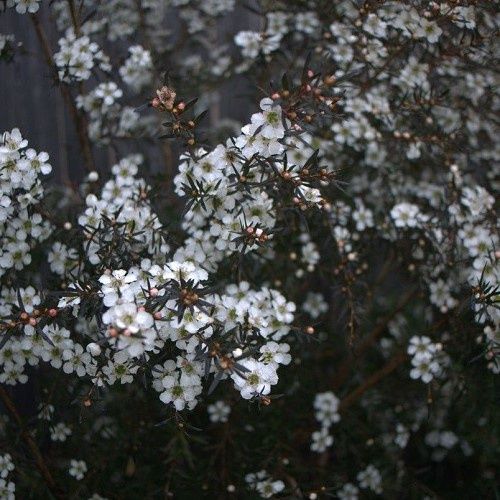 Leptospermum Dark Night, Tea Tree - 6Ltr