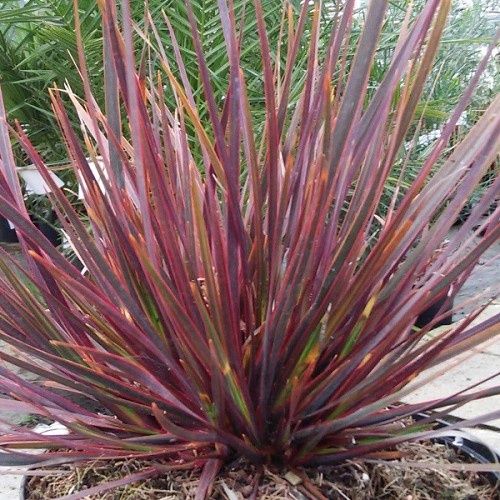 Libertia Taupo Sunset - 1.5Ltr/2Ltr