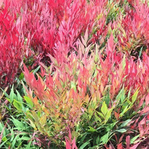 Nandina Little Flick - 2Ltr