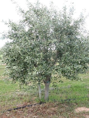 Olive Kalamata - Pb6.5 80cm