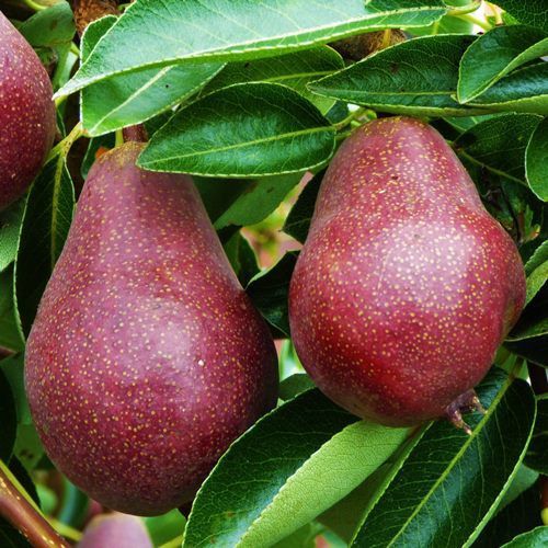 Pear Red Bartlett - Pb18