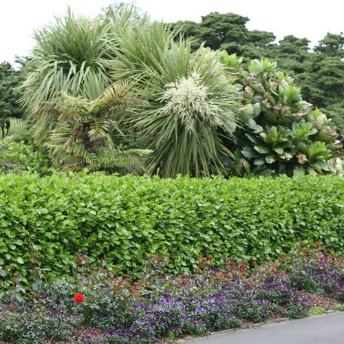 Griselinia Broadway Mint - 25Ltr