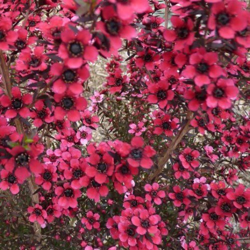 Leptospermum Electric Red, Manuka - 6Ltr