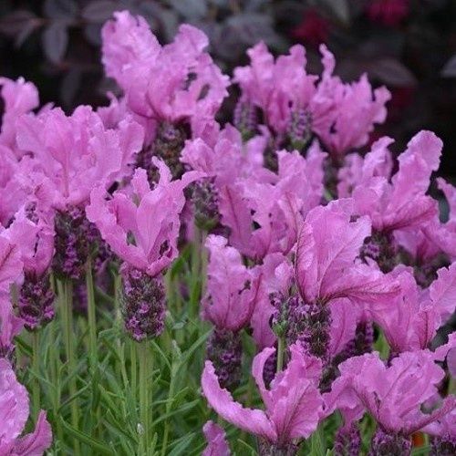 Lavandula stoechas Fairy Wings Radiance - 1.5Ltr