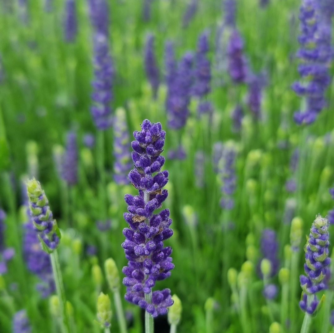 Lavandula angustifolia Blue Spear