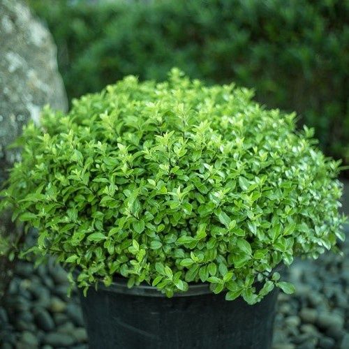 Pittosporum Little Kiwi - 2.5Ltr