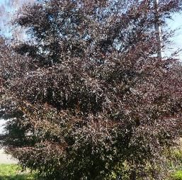 Leptospermum Copper Sheen. Shiny Tea-Tree - 25Ltr