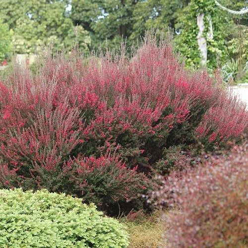 Leptospermum Wiri Joan, Manuka - 3Ltr