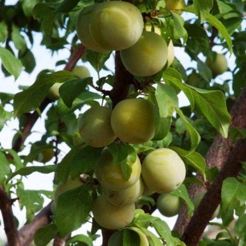 Prune Plum Reine Claude de Bavay - Pb18