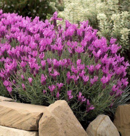 Lavandula pedunculata The Princess - Pb5