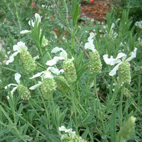 Lavandula stoechas Alba - Pb5