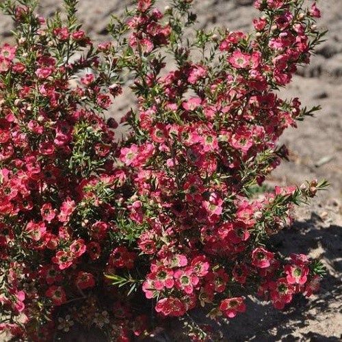 Leptospermum Outrageous, Tea Tree - 6Ltr