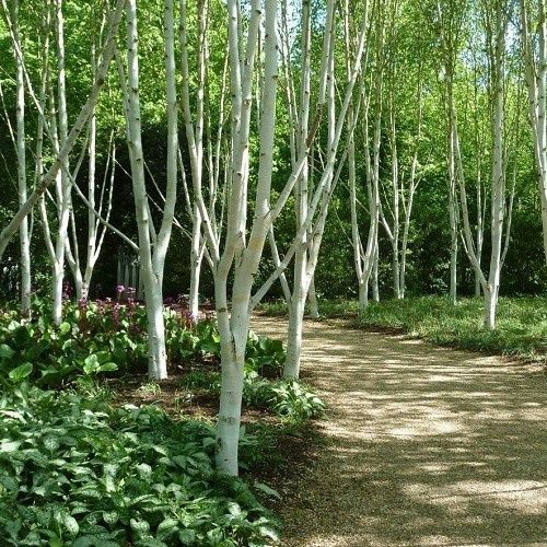 Betula utilis Jacquemontii, Himalayan Birch - 1.7mtall