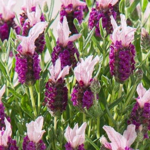 Lavandula stoechas Bandera Pink - 1.5Ltr