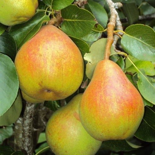Pear Triple Doyenne Du Comice/Winter Nelis/Packham's Triumph