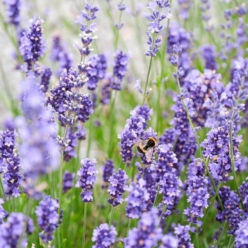 Lavandula angustifolia Blue Mountain - Pb3/1.5Ltr