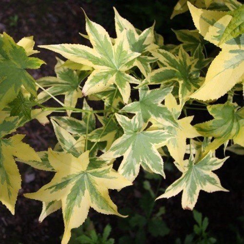 Liquidambar Golden Treasure, Sweet Gum - Pb18